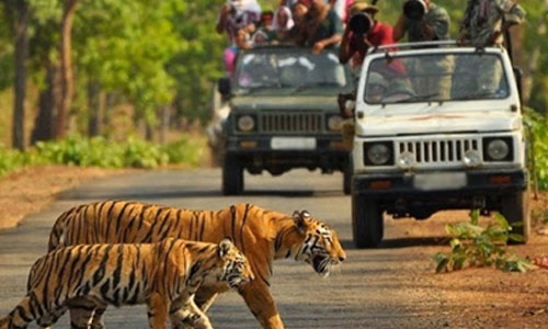 Best Jim Corbett Tour Packages From Delhi | Trip To Jim Corbett