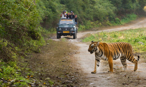 Best Jim Corbett Tour Packages From Delhi | Trip To Jim Corbett