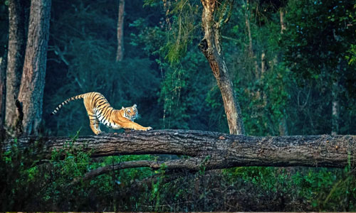 Best Jim Corbett Tour Packages From Delhi | Trip To Jim Corbett