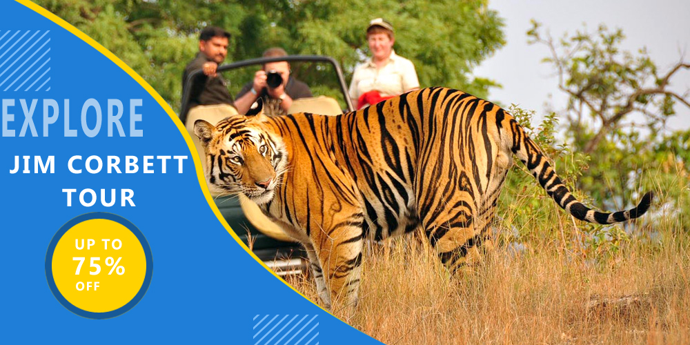 Best Jim Corbett Tour Packages From Delhi | Trip To Jim Corbett